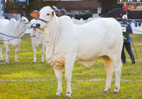 54ª Expoagro começa na próxima semana com gado nelore e prova equestre