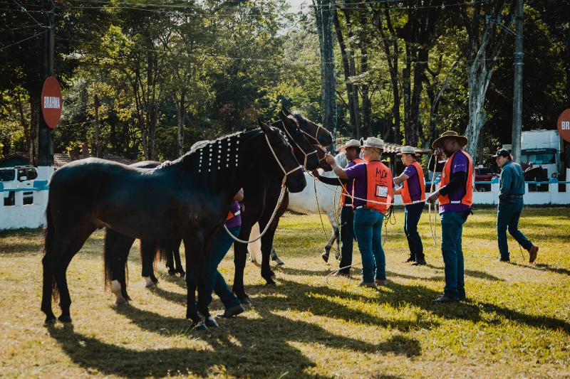cavalos original