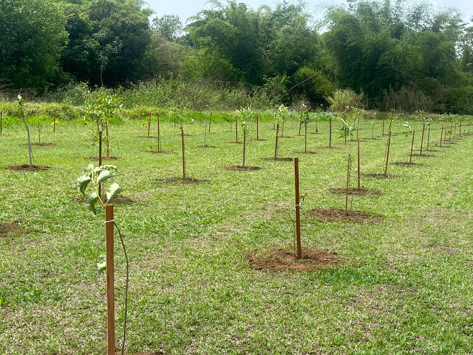 Plantio Arvores original