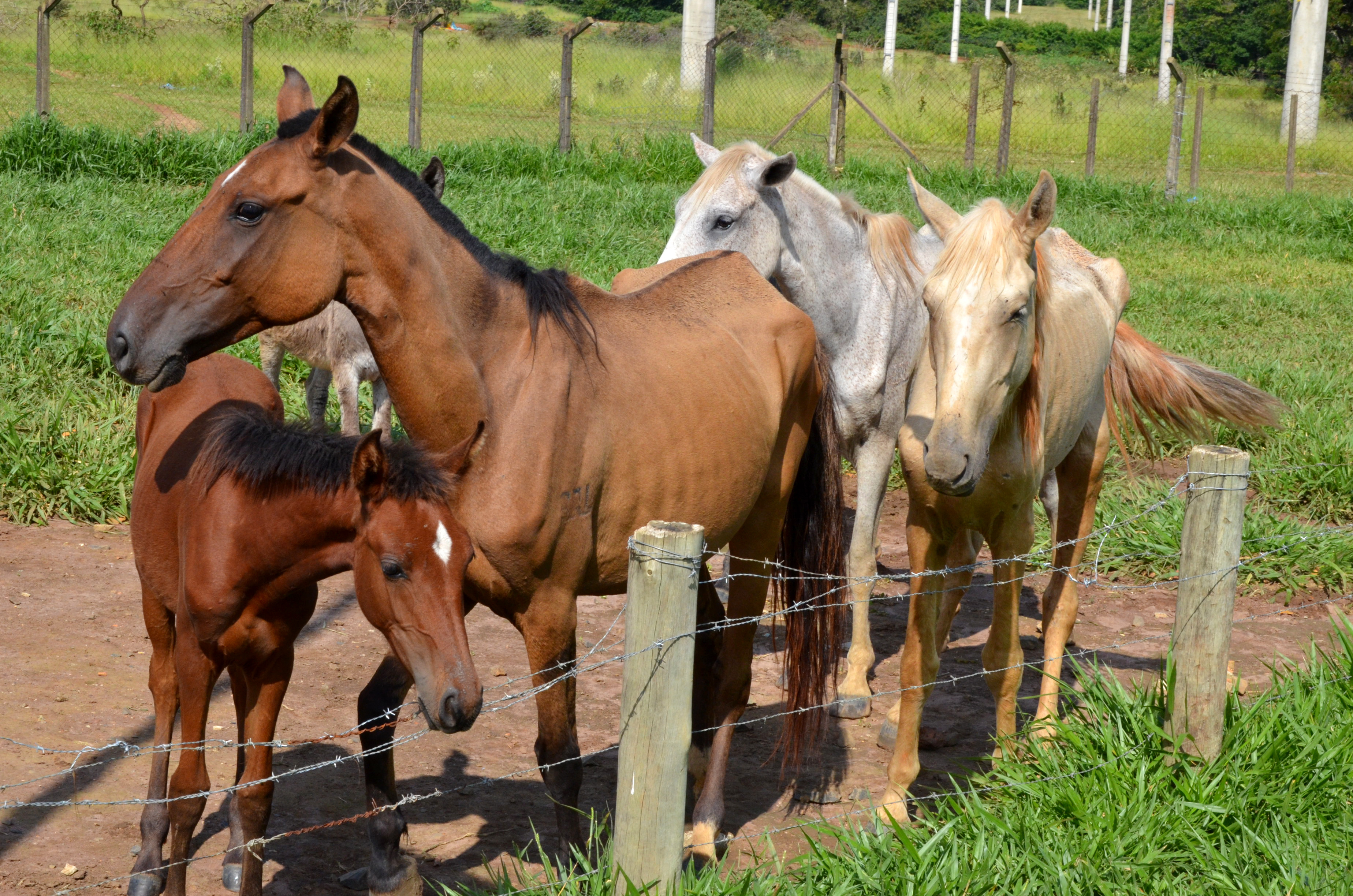 cavalo original