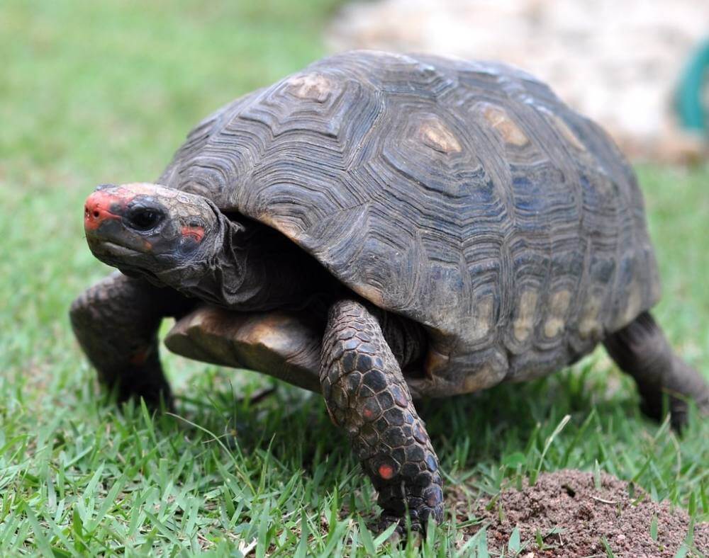 tartaruga