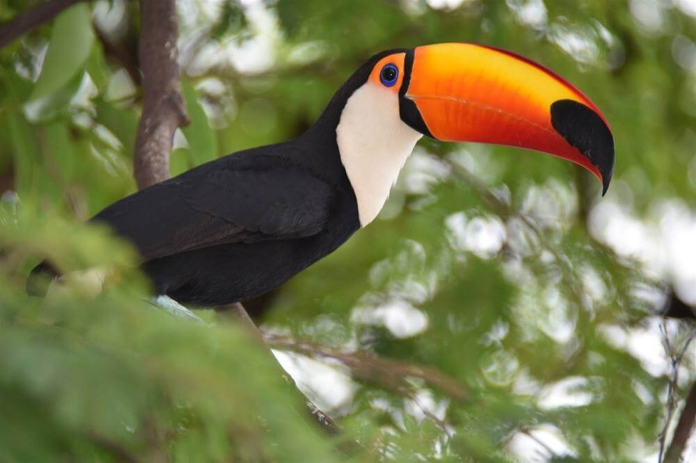 tucano
