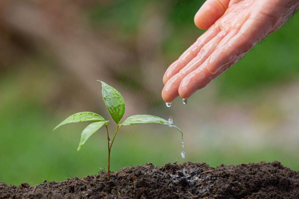 close up picture of hand watering the sapling of the plant 1536x1024