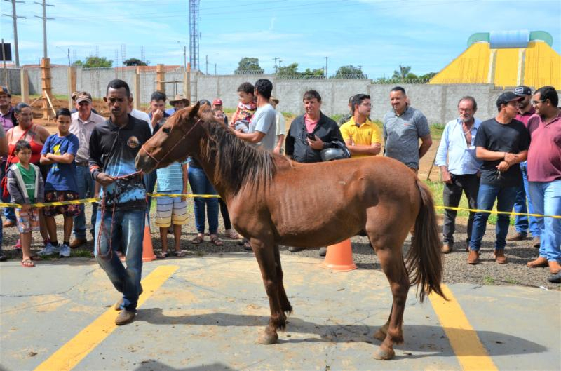 leilao canil original