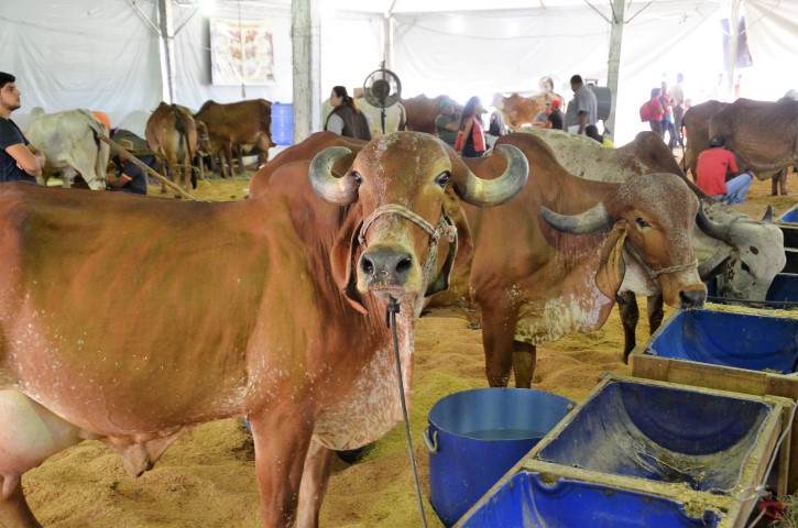 expoagrotorneioleiteiro10 Small
