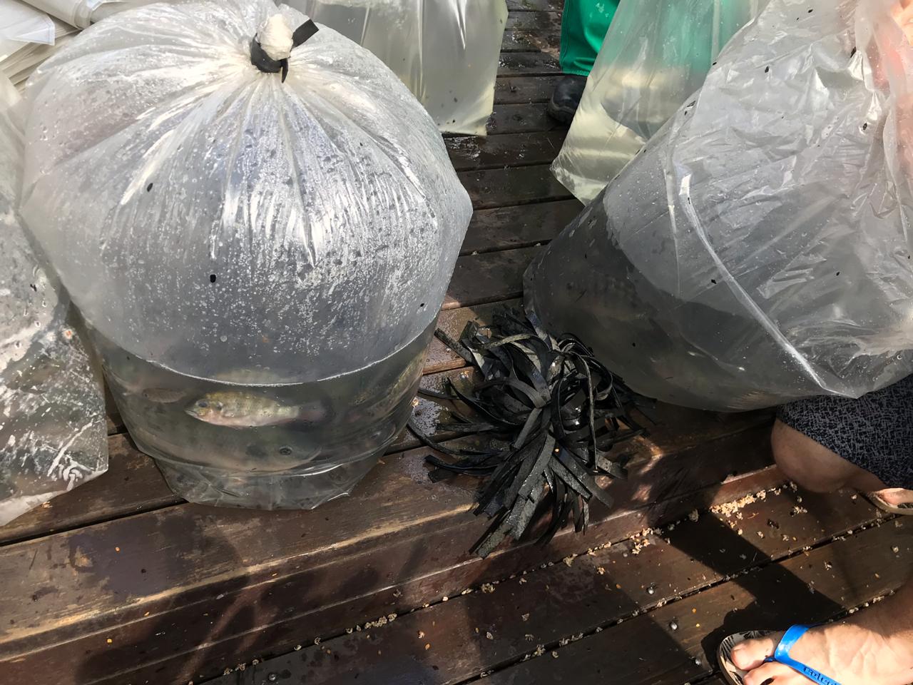 peixes2
