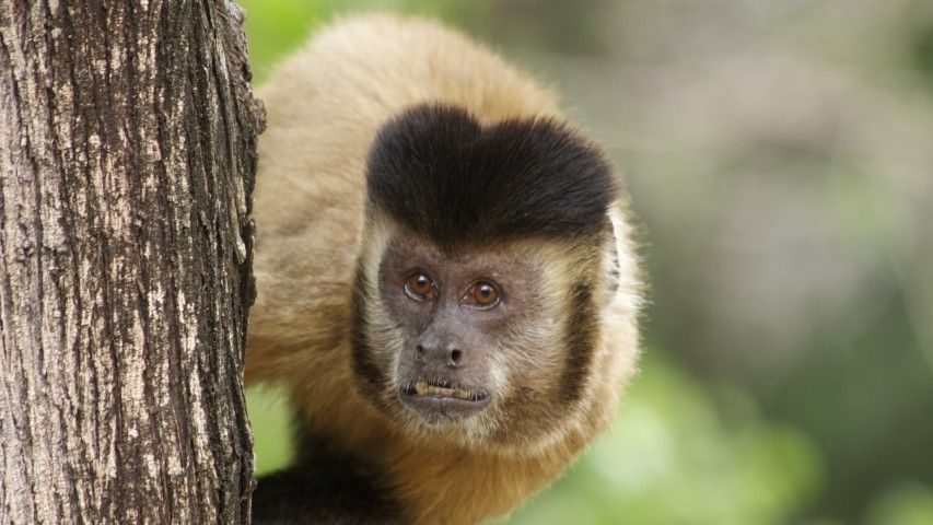 macacos Small