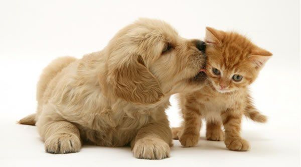 Gato e cachorro 1