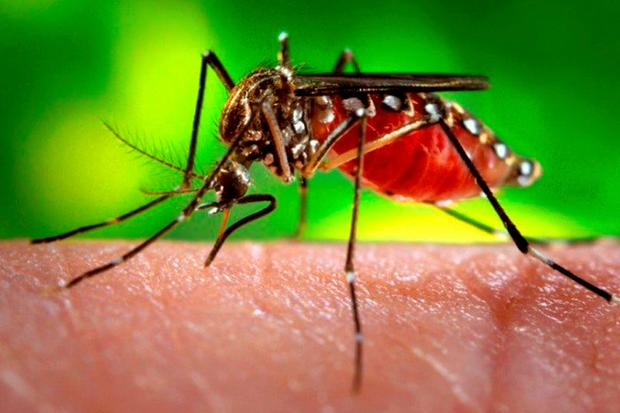 aedes original