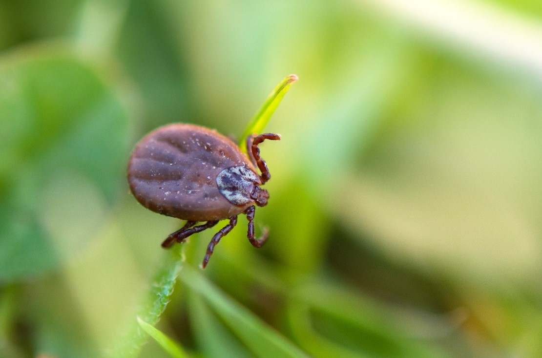 febre maculosa original